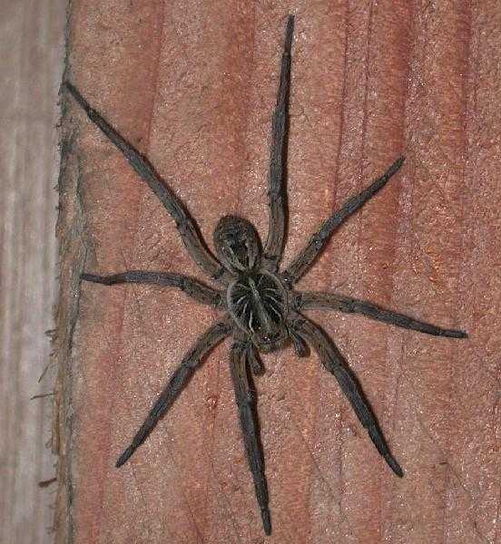 Lycosa_musgravei_F1689_Z_80_Oaklands Park_Australie.jpg